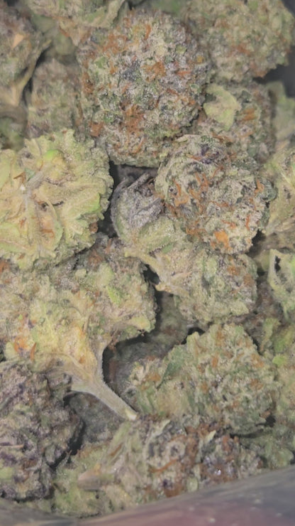 C Grizzly