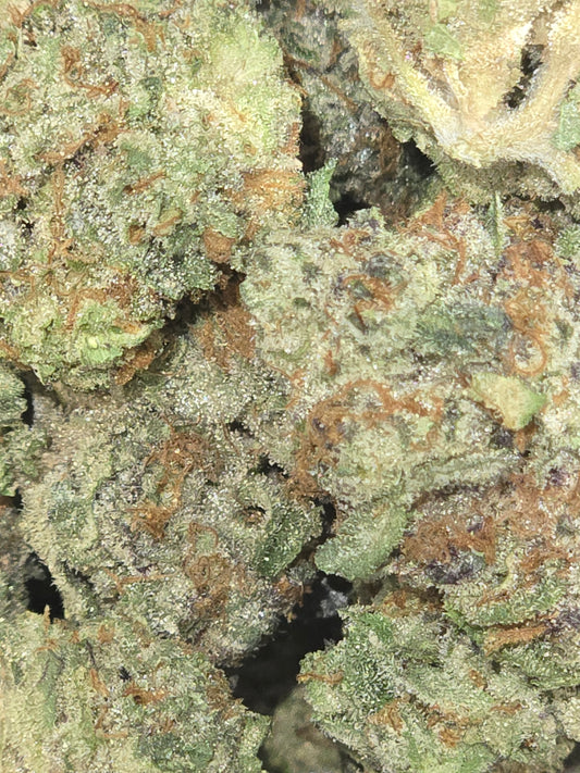 C Grizzly