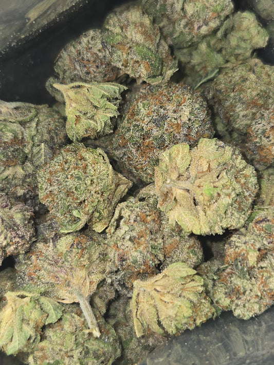 C Grizzly